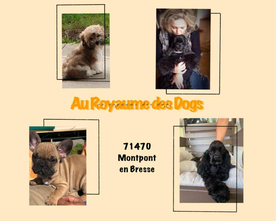 (c) Auroyaumedesdogs.fr